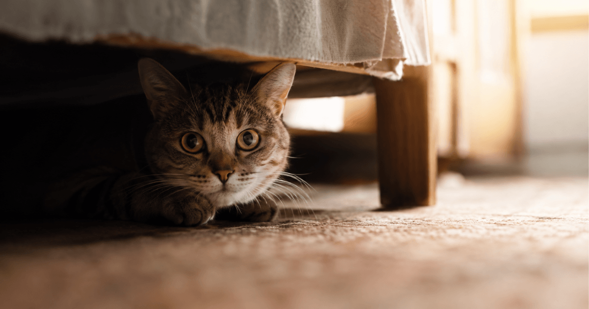Cat Hiding More Than Usual? Here's What It Might Mean
