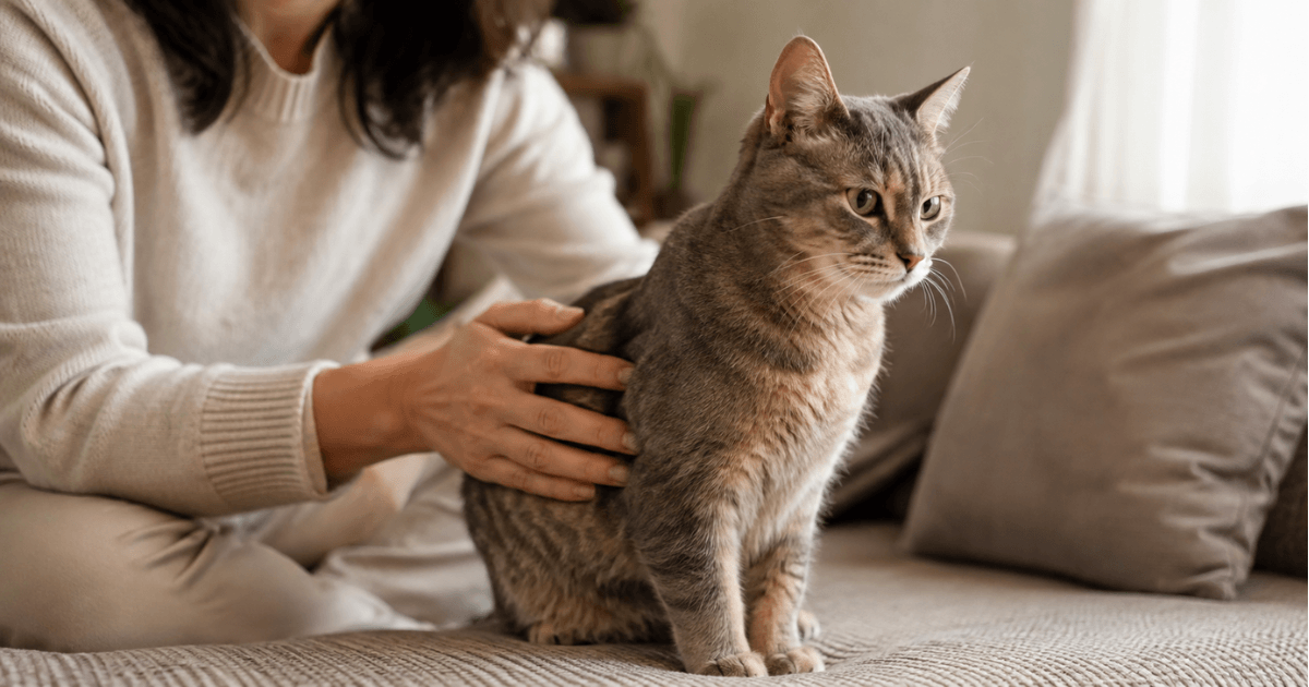 How to Tell if Your Cat Is Overweight: 5 Checks at Home