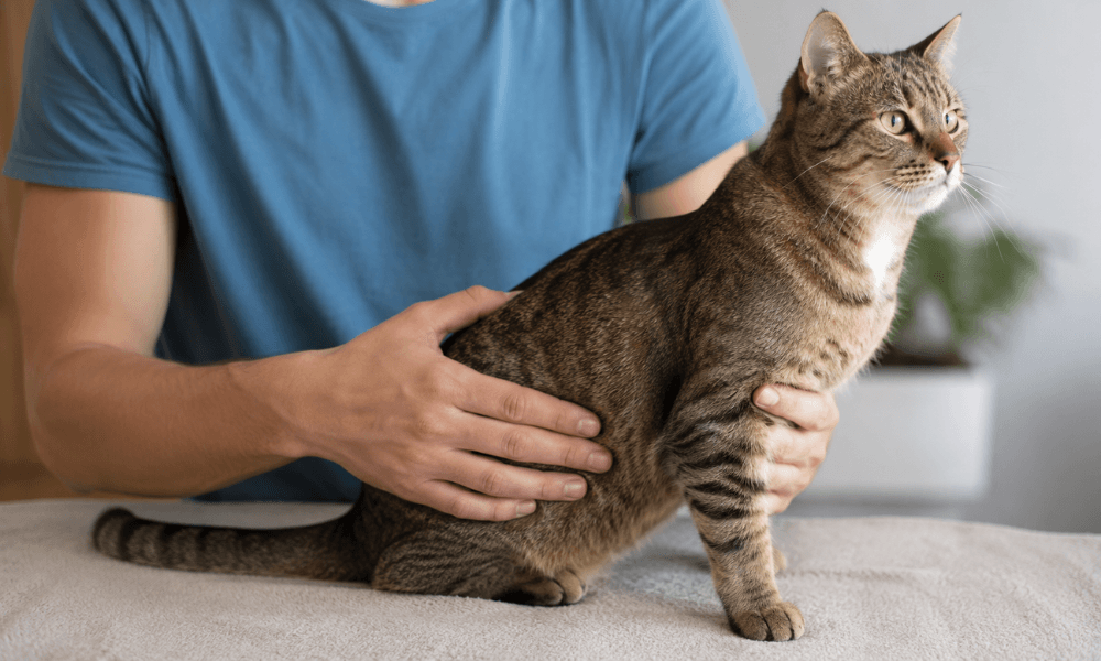 Person gently feeling along a gray cat's side to check its body shape